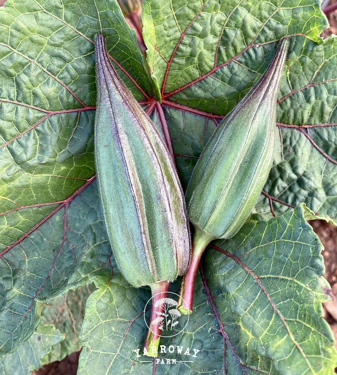 how tall is tenten Nkruma Tenten Okra – Yarroway Farm