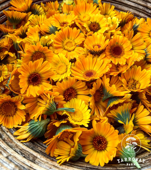 Orange Calendula