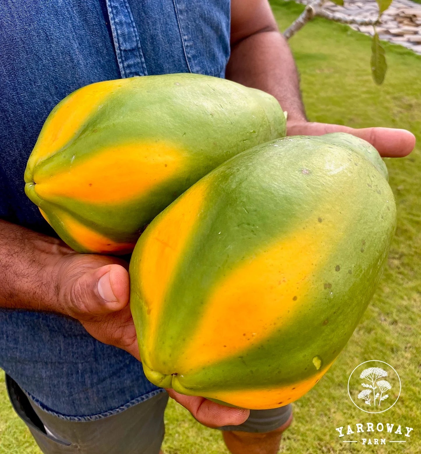 Papaya Tree