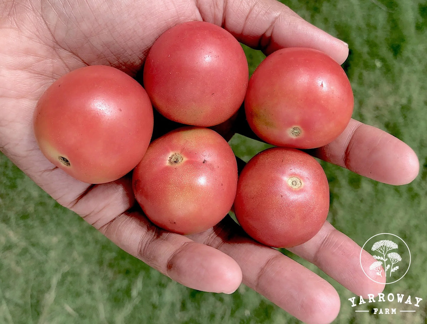 Pearly Pink - Cherry Tomato