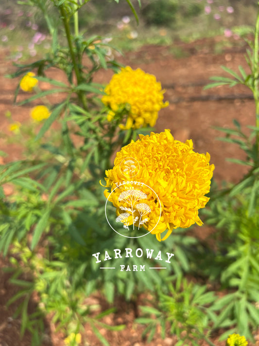 Phyllis African Marigold