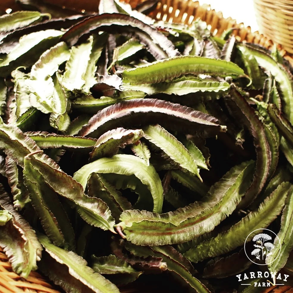 Purple Winged - Pole Bean