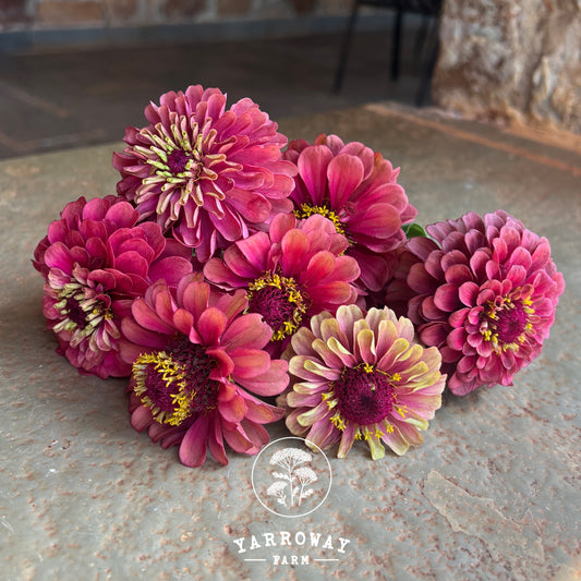 Queeny Lime Red Zinnia