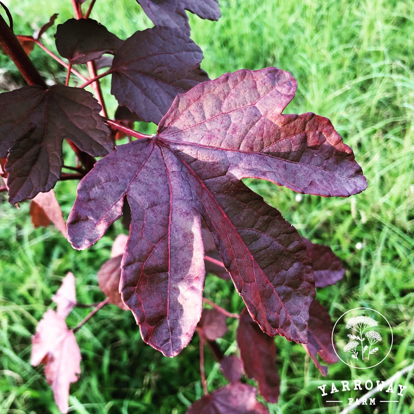 Red Gongura - Cranberry Hibiscus
