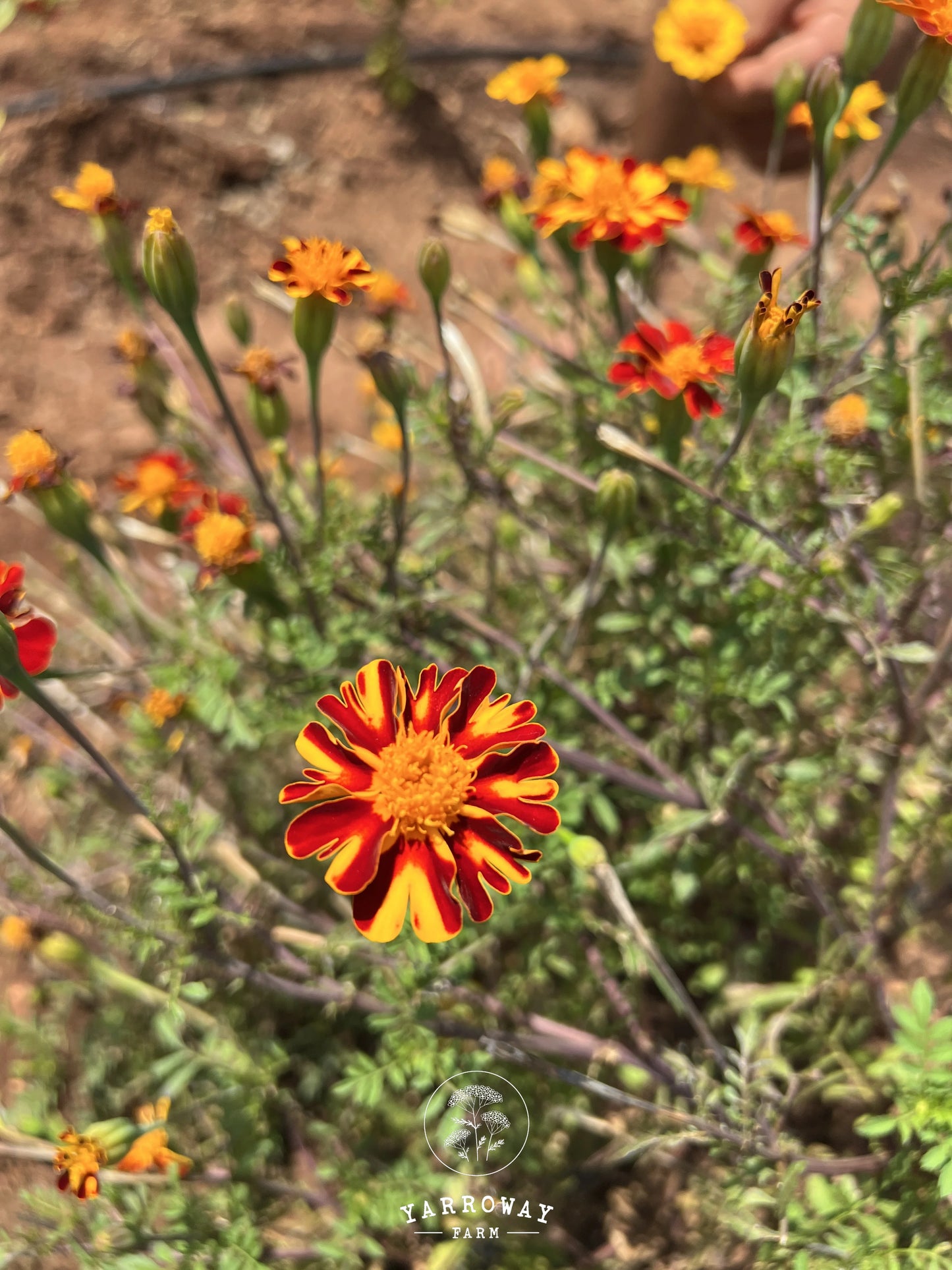 Red Metamorph Marigold