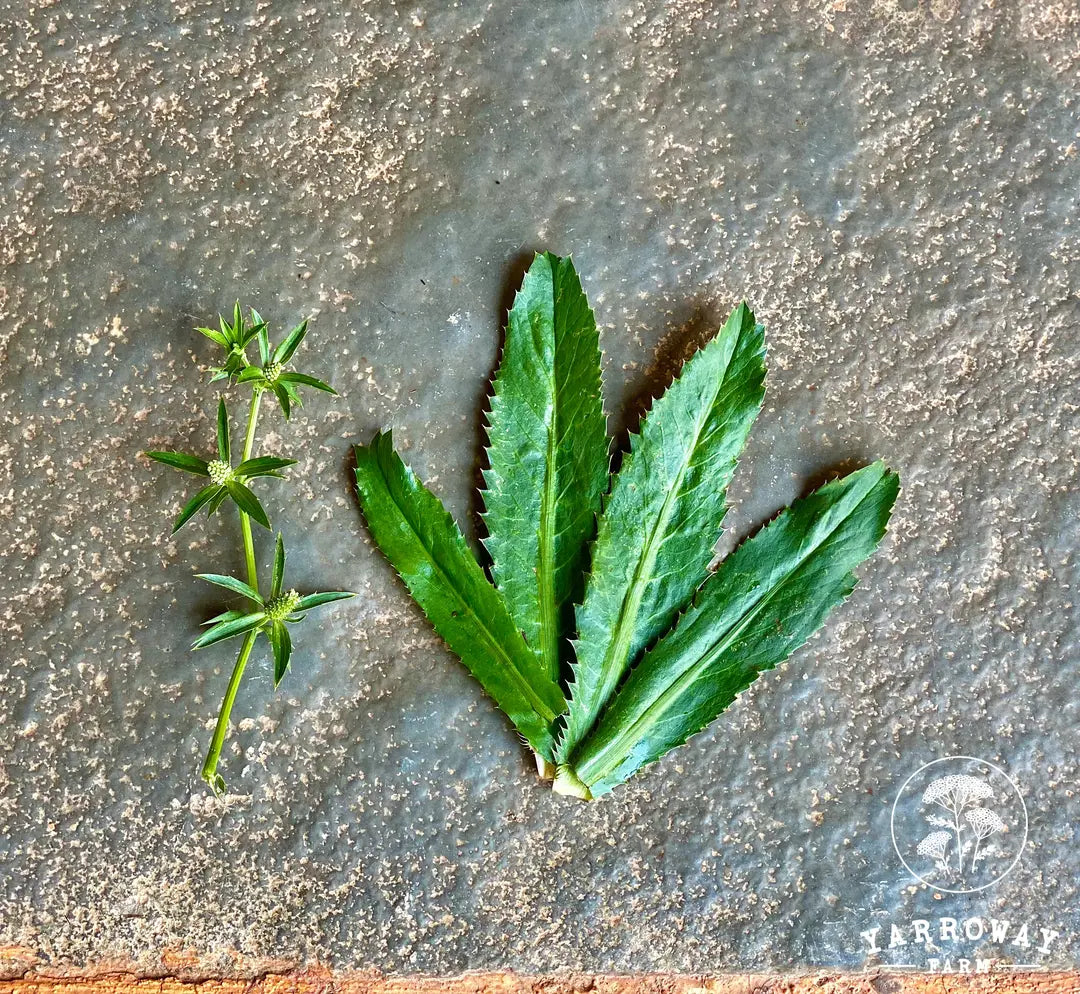 Sawtooth Mexican Coriander