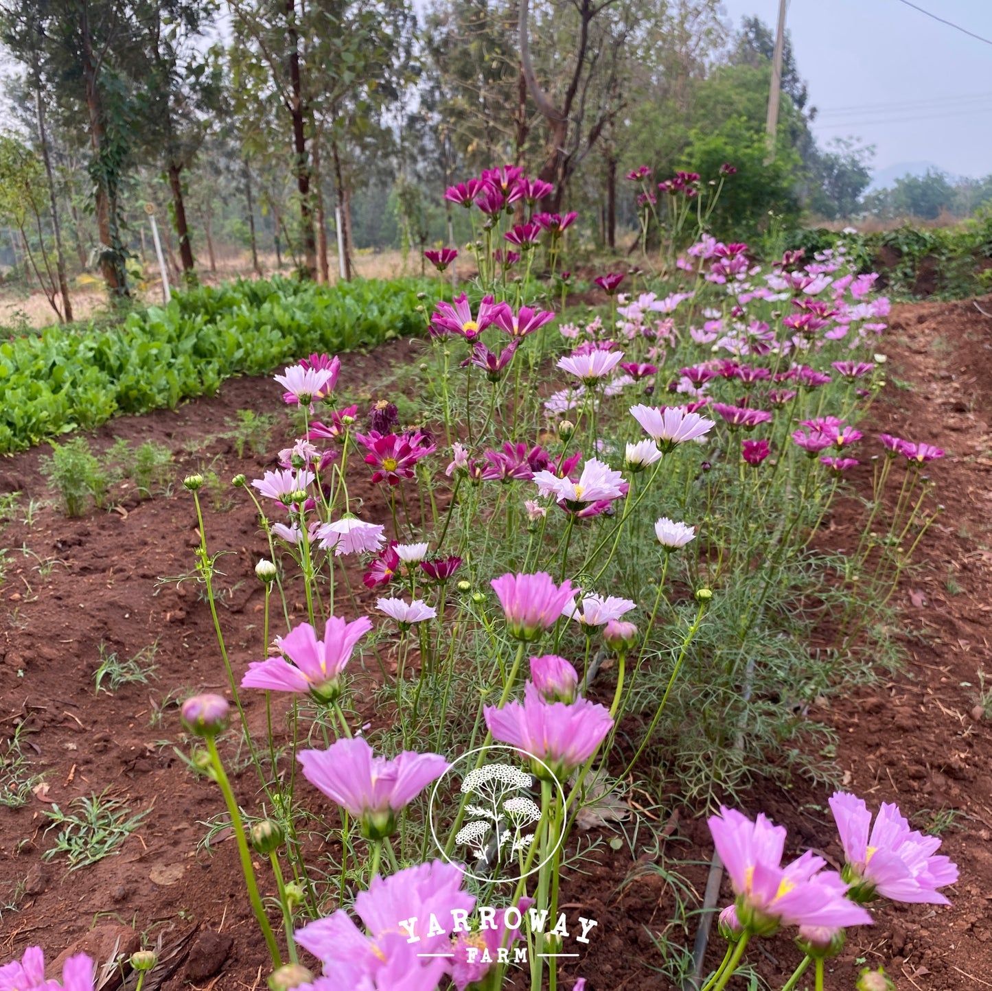 Seashell Mix Cosmos