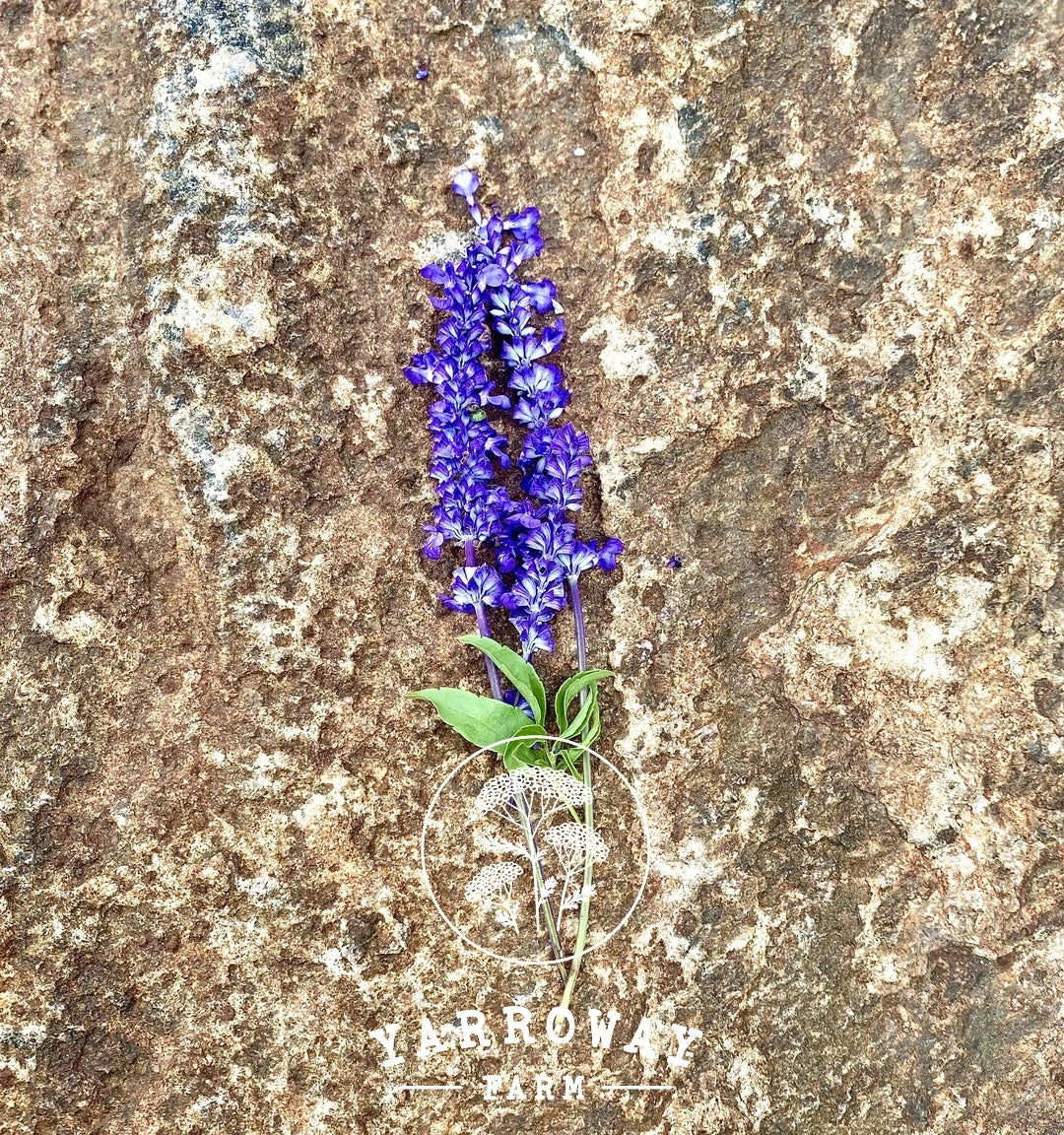 Sirius Blue Salvia