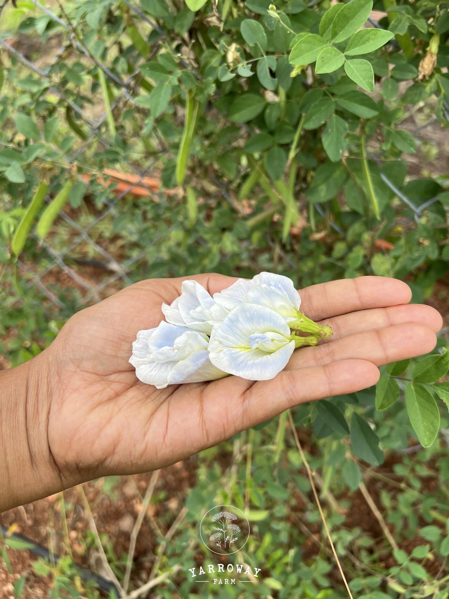 Sky Blue Double Butterfly Pea