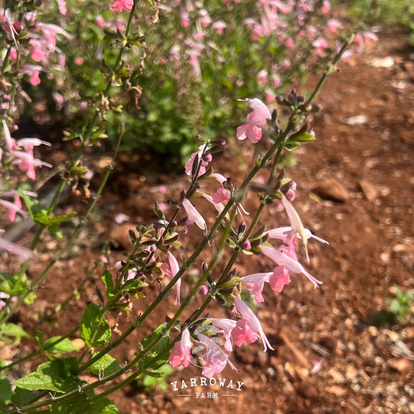 Summer Jewels Pink Salvia