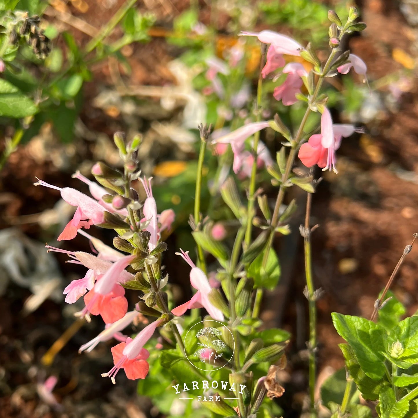 Summer Jewels Pink Salvia
