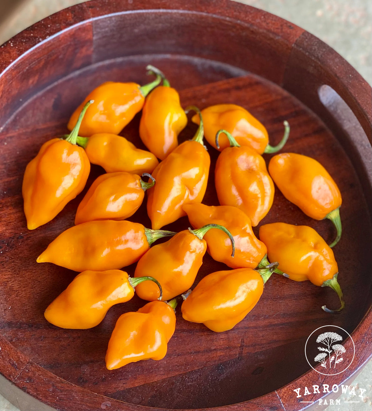 Sweet Habanero Pepper