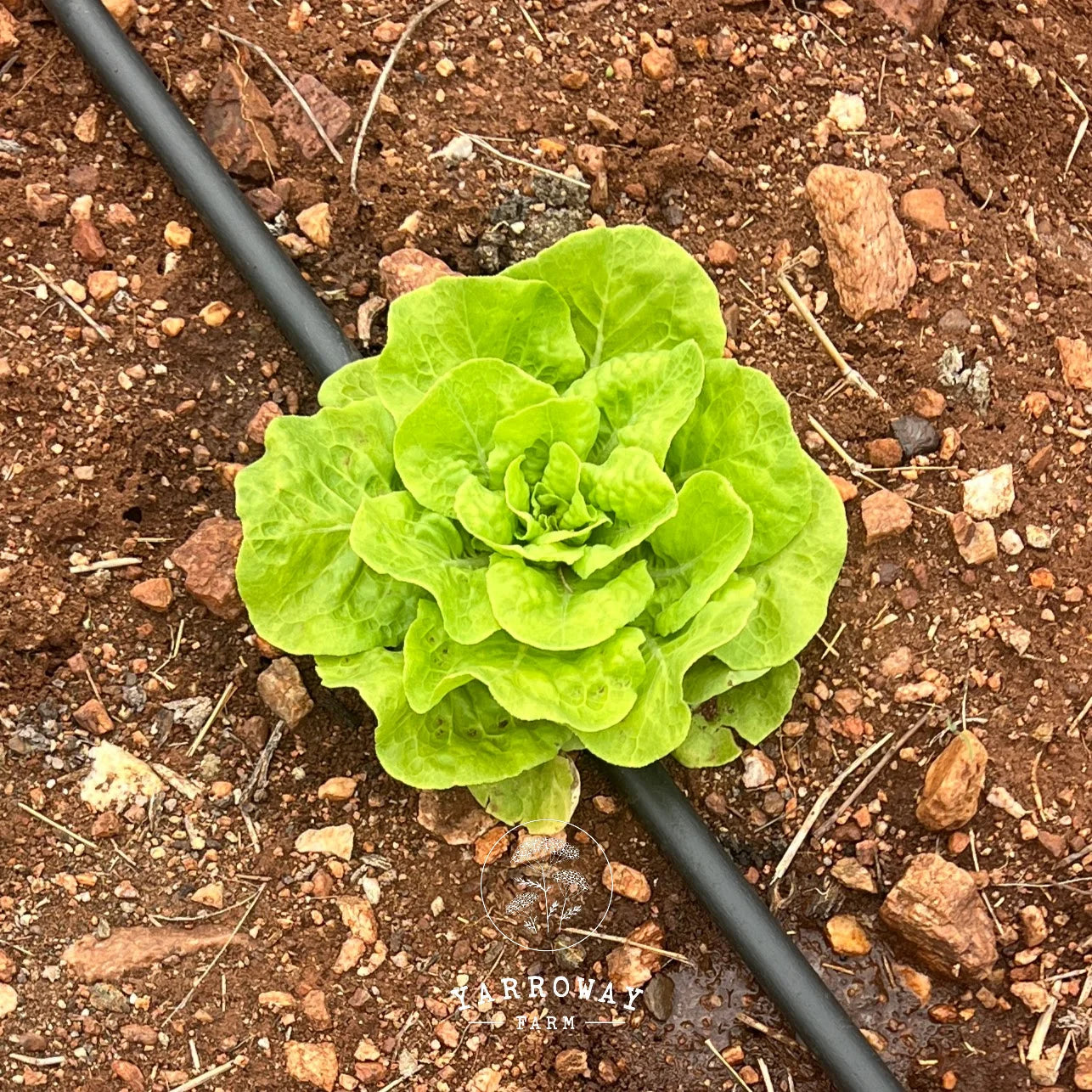Tennis Ball Lettuce