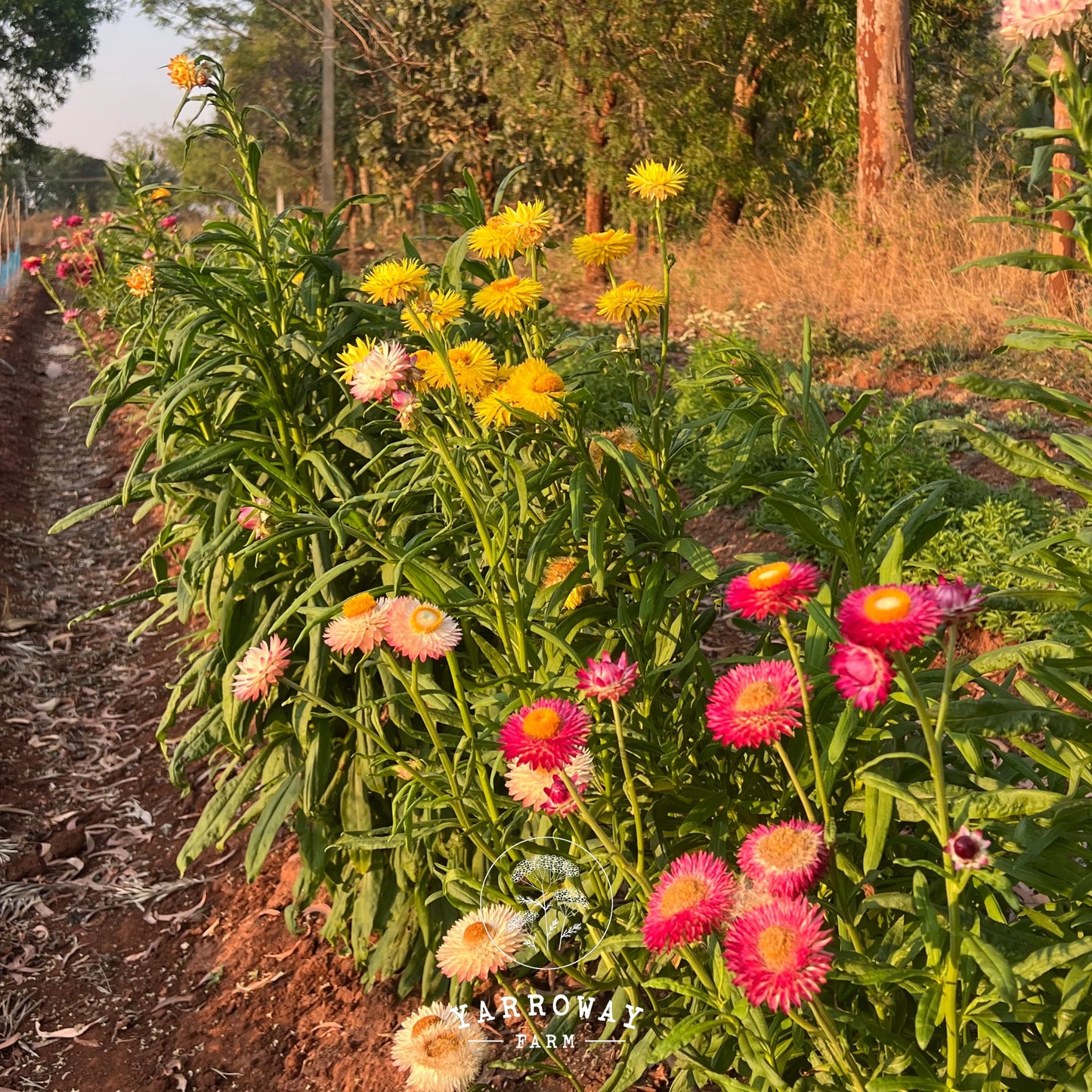 Tall Mix Strawflower