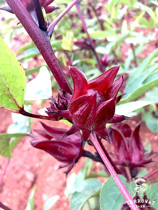 Thai Red Roselle