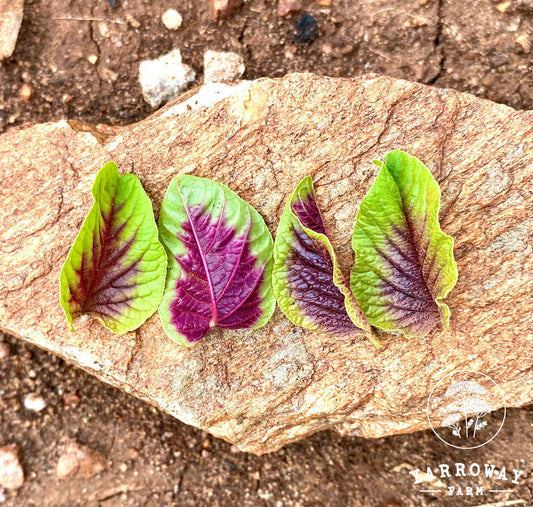 Tricolor Amaranthus