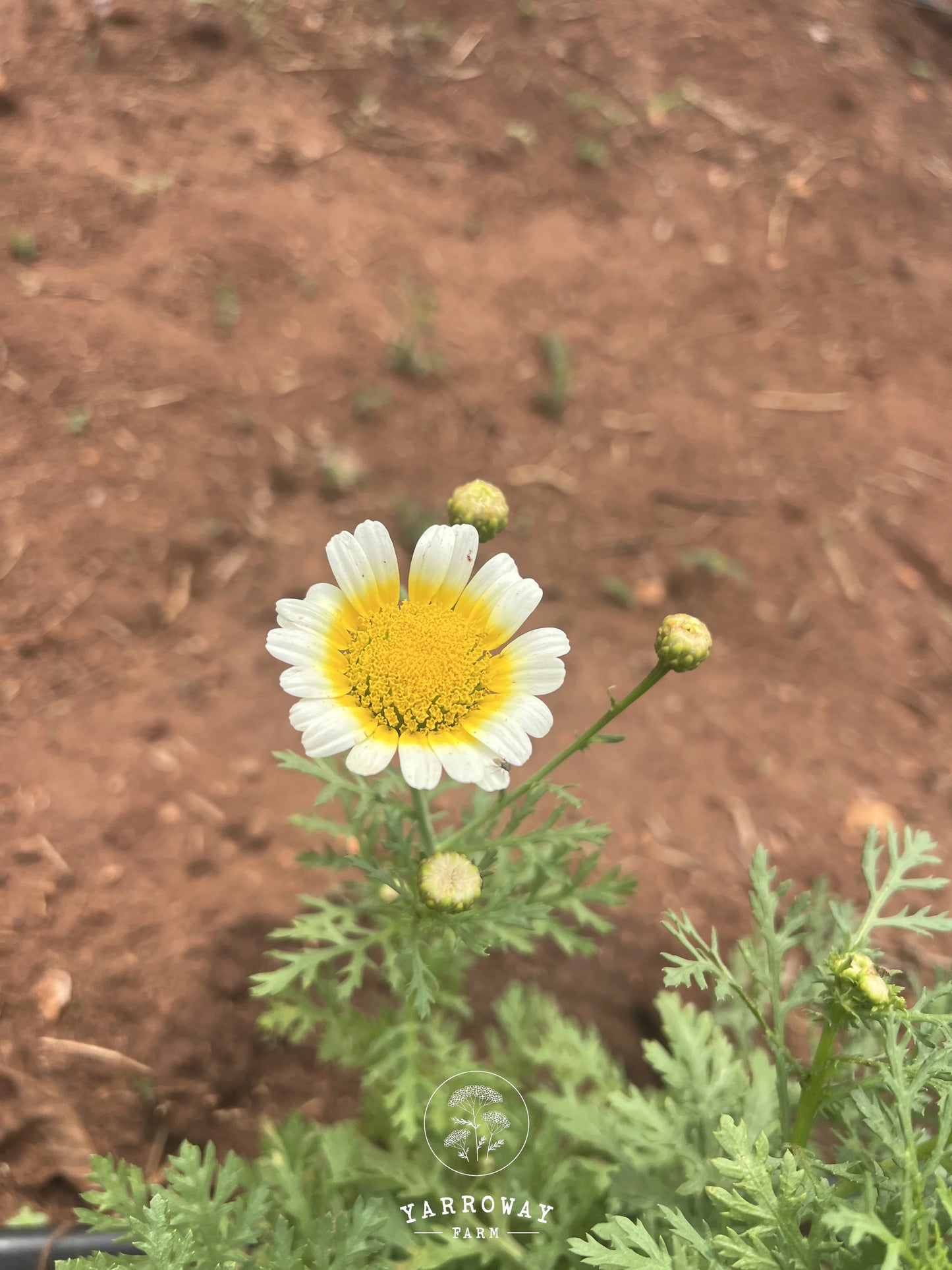 White Daisy Chrysanthemum