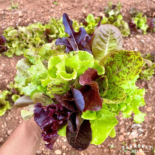 Gourmet Leaf Lettuce Mix