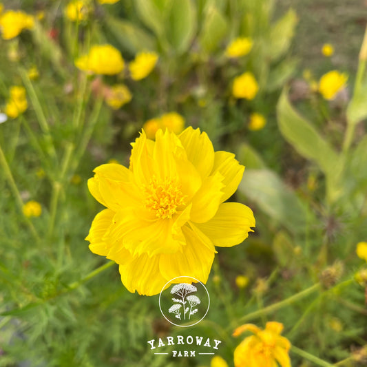 Yellow Cosmos