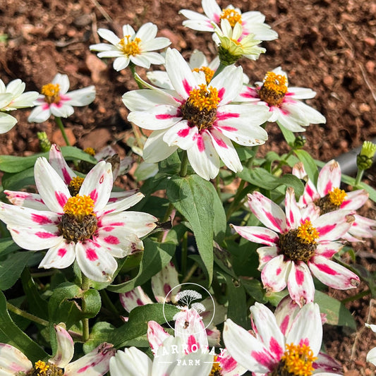Zahara Starlight Rose Zinnia
