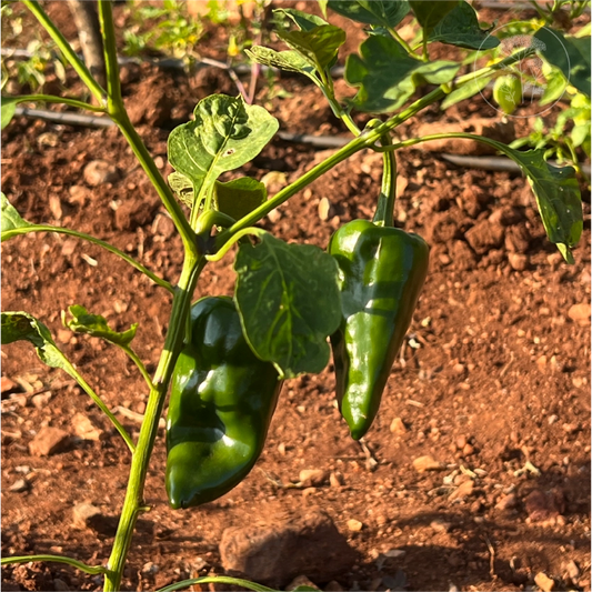 Ancho Poblano Mild Pepper