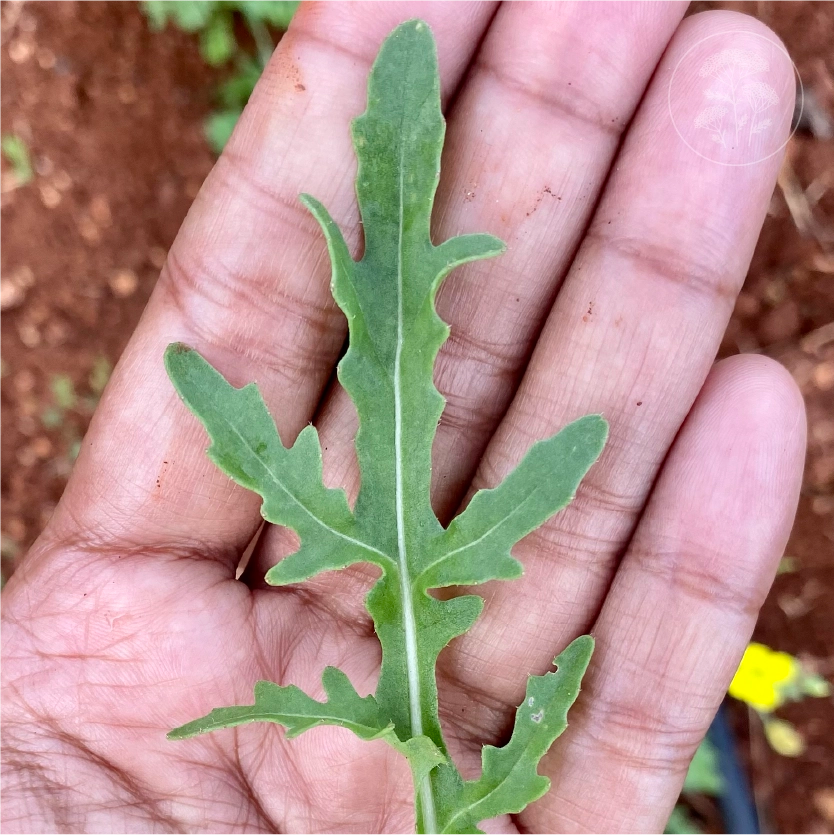 Bellezia Arugula