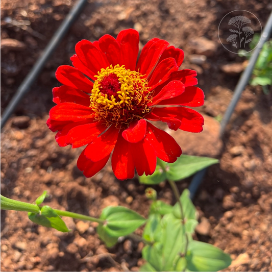 Berry Basket Zinnia