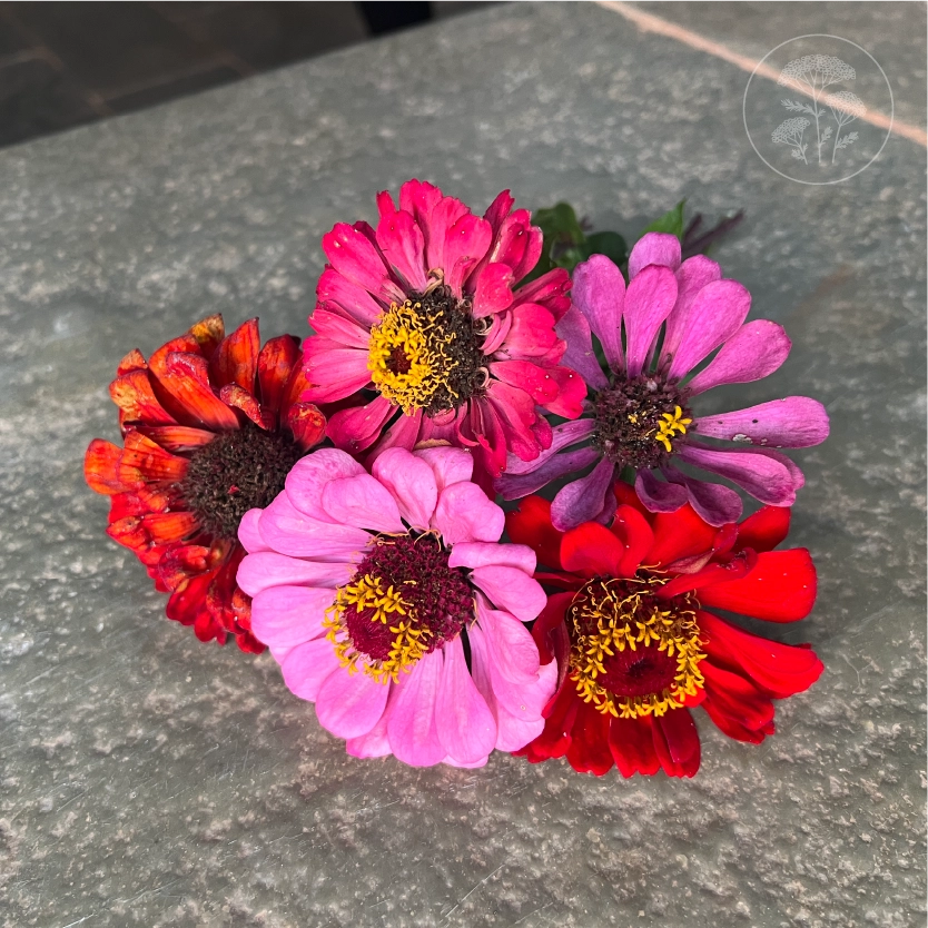 Berry Basket Zinnia