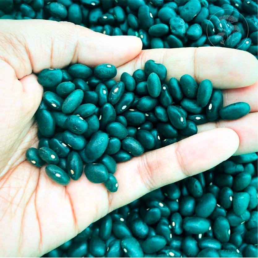 Black Turtle - Bush Bean
