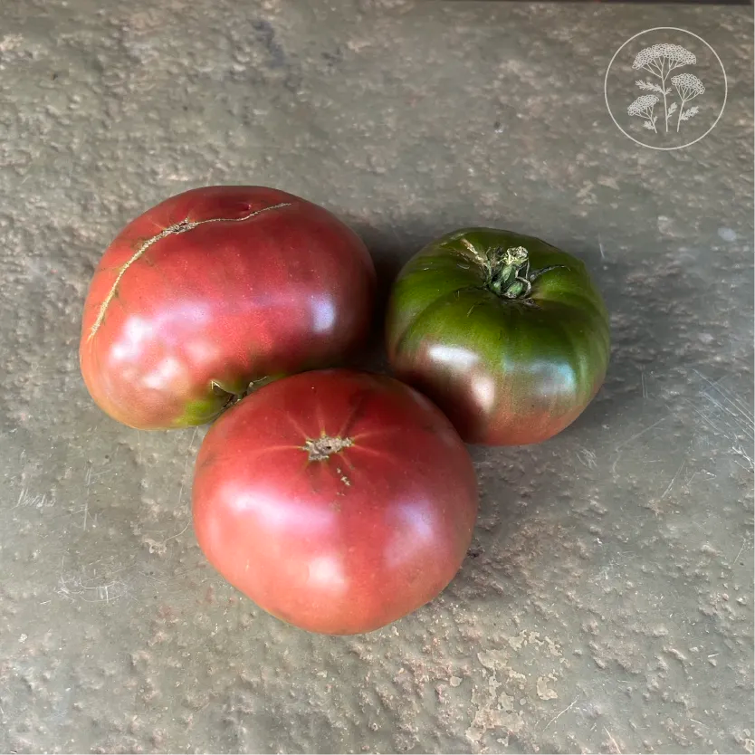 Black Brandywine Tomato