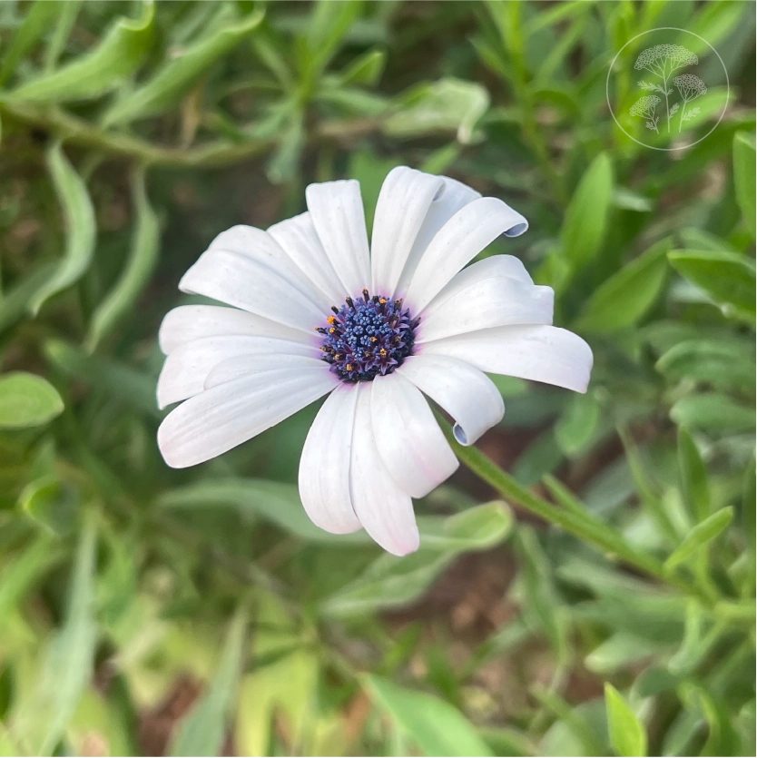 Blue Disc African Daisy