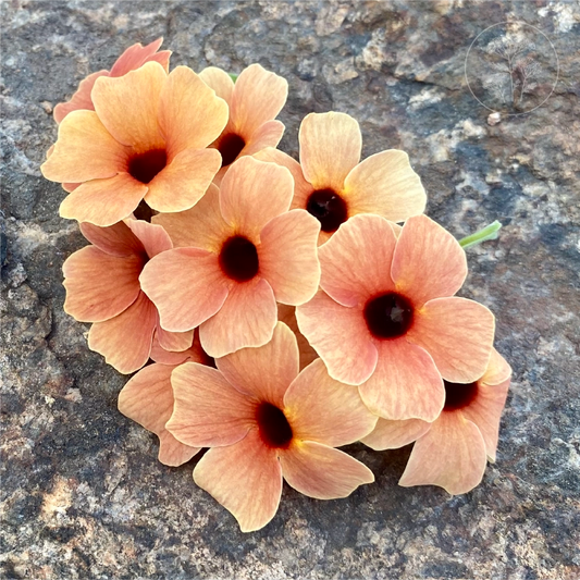 Blushing Susie Black Eyed Susan