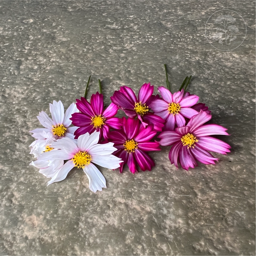 Candy Stripe Cosmos