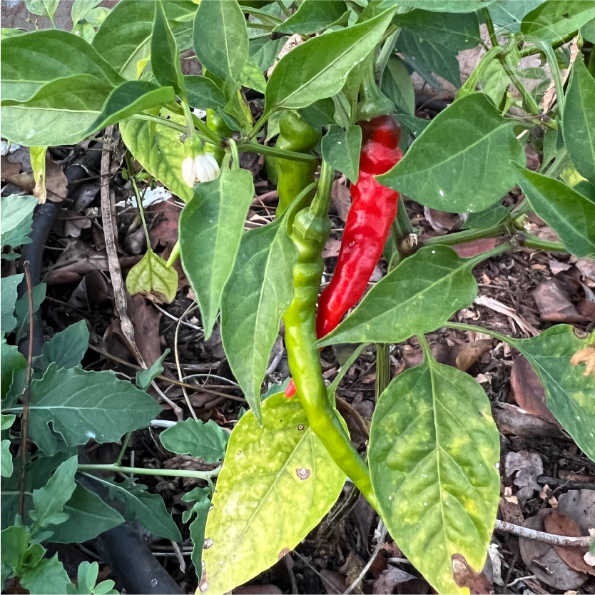 Cayenne Long Thin Hot Pepper