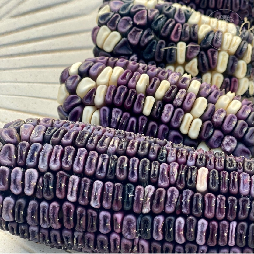 Cherokee White Eagle Dent Corn