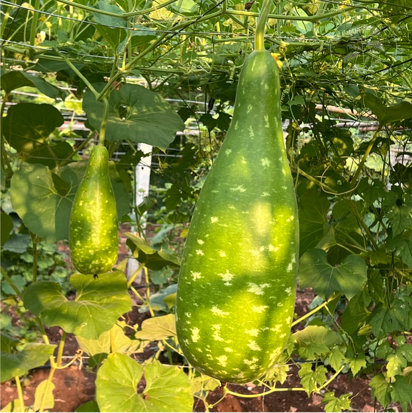 Dark Green Bottle Gourd