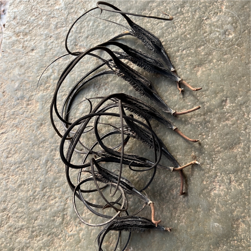 Devil's Claw