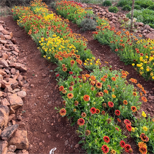 Double Sunset Gaillardia