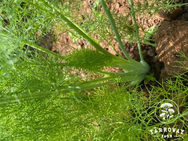 Fennel