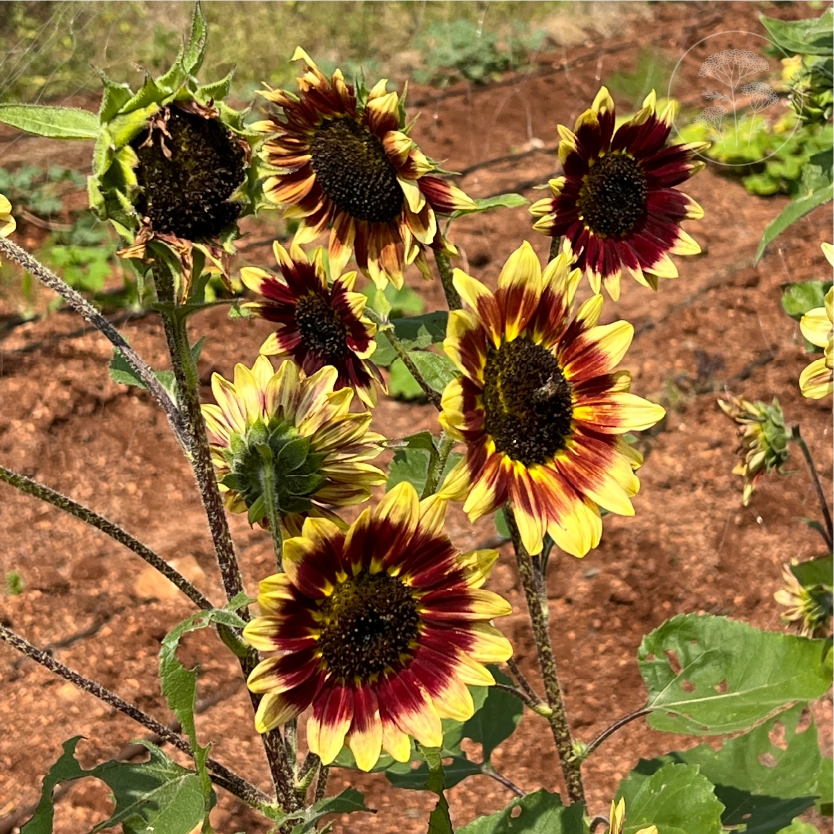 Florenza Sunflower