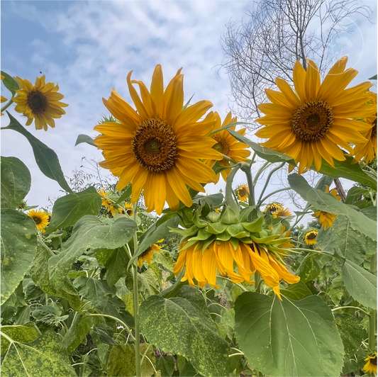 Giant African Sunflower