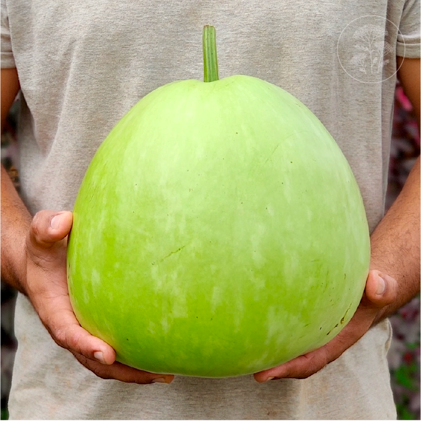 Giant Round Bottle Gourd
