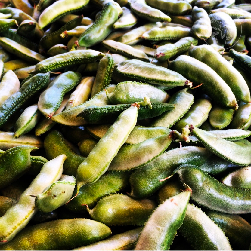 Green Hyacinth (Lab-lab) - Pole Bean