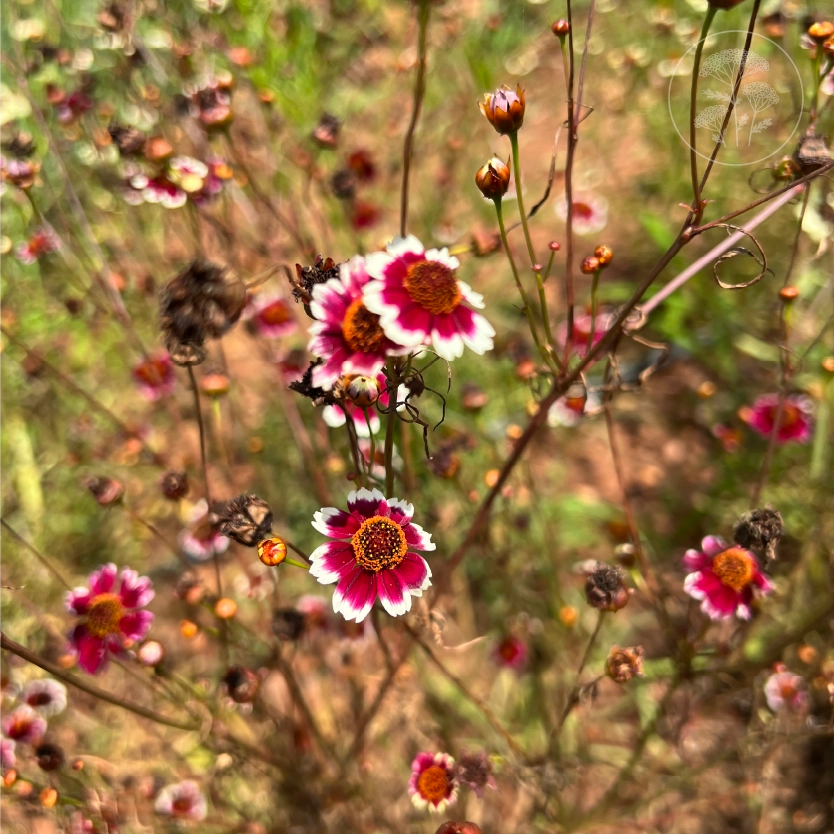 Incredible Swirl Coreopsis