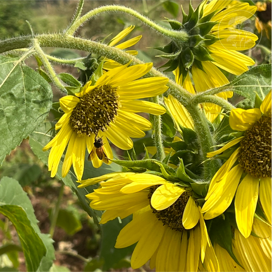Lemon Queen Sunflower