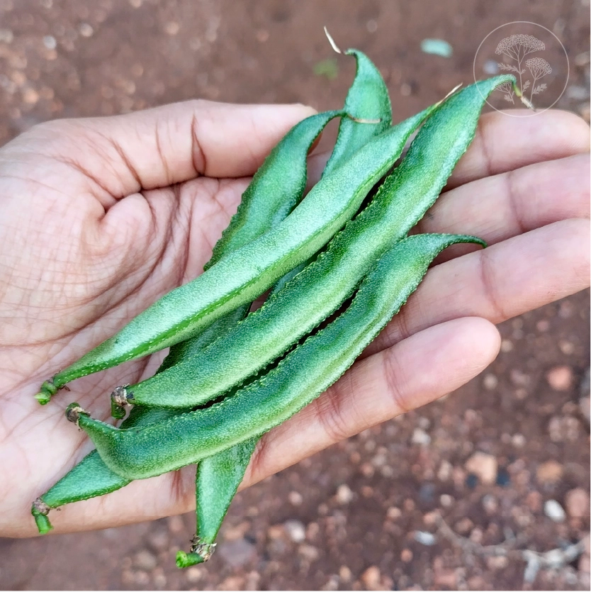 Long Green Hyacinth - Pole Bean