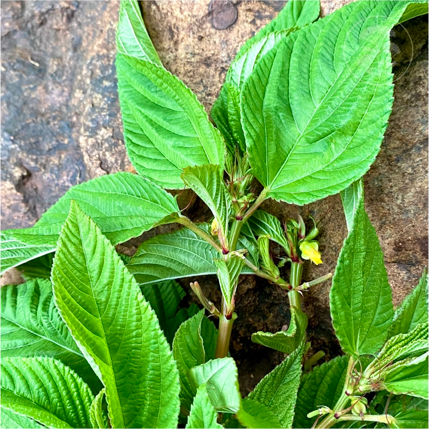 Molokhia Egyptian Spinach