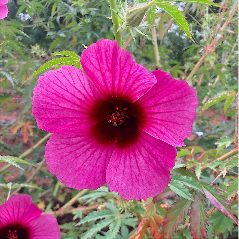 Monarch Rosemallow Ruby Hibiscus