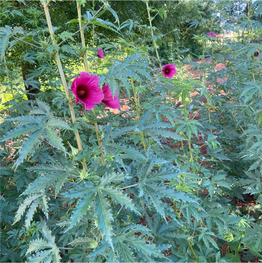 Monarch Rosemallow Ruby Hibiscus