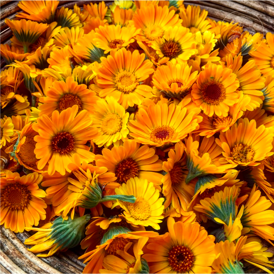 Orange Calendula